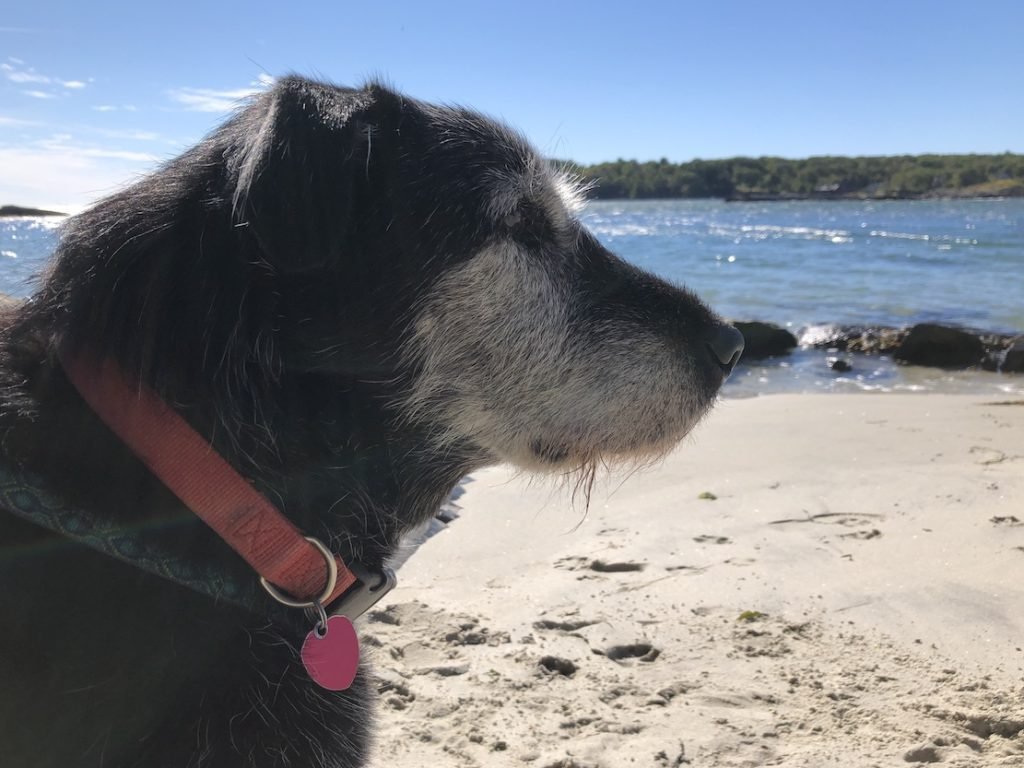 Dog on beach